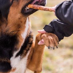 Trixie Denta Fun Tyggeruller med Andekød Extra Store 28cm 3 STK